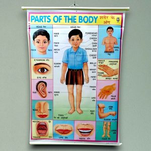 Human Body Parts Educational Chart